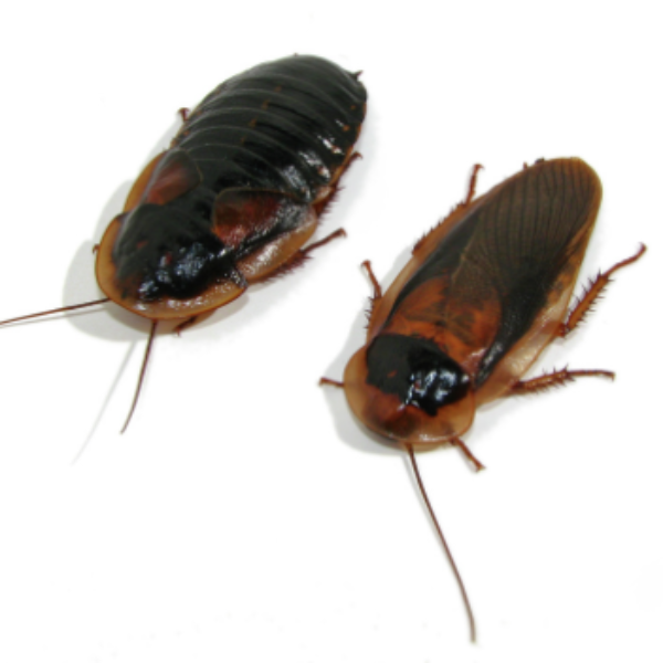 Dubia Roaches, Adults, 1 ¼ + inch (Blaptica dubia)