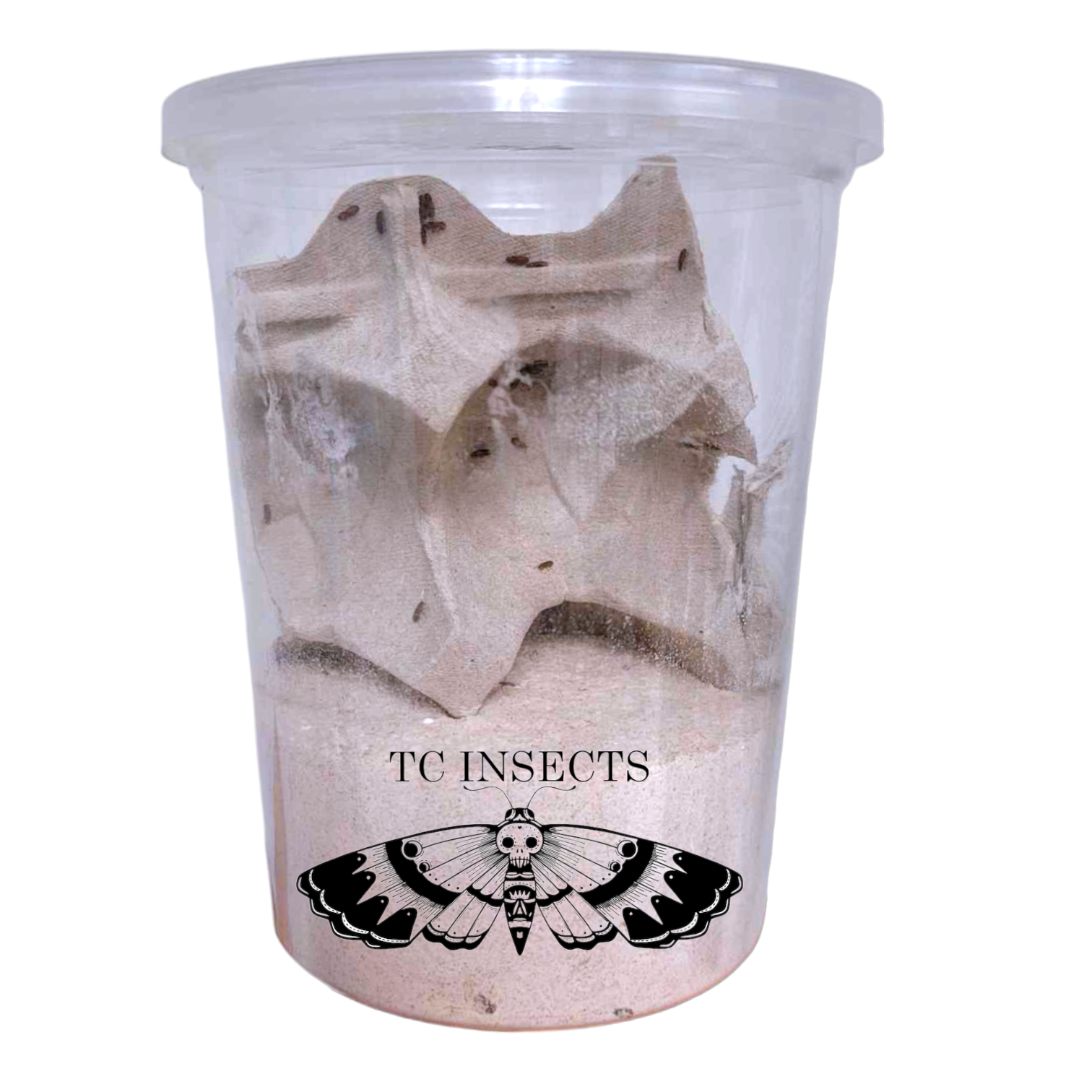 Rice Flour Beetles (Tribolium confusum) TC INSECTS