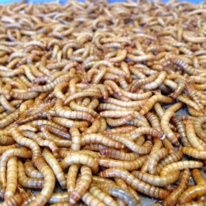 Free UPS 2nd Day Air Freshinsects Live Mealworms Medium 500-3000 Count 
