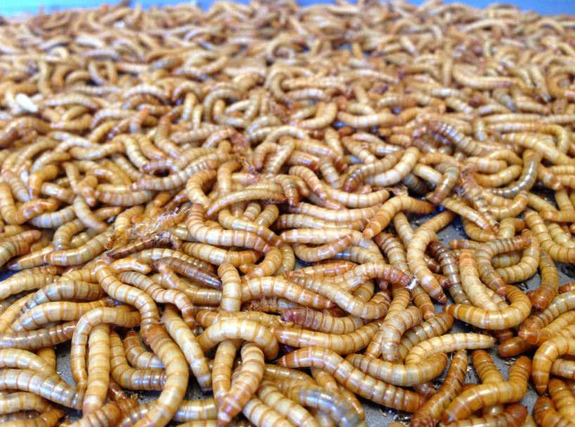 LIVE MEALWORMS ORGANIC MEAL WORMS FEEDER INSECTS FOR BIRDS AND REPTILES 