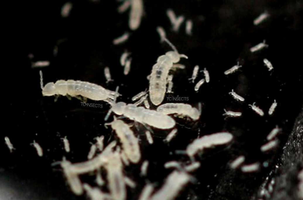 Springtails, Temperate White (Collembola sp.) - TC INSECTS