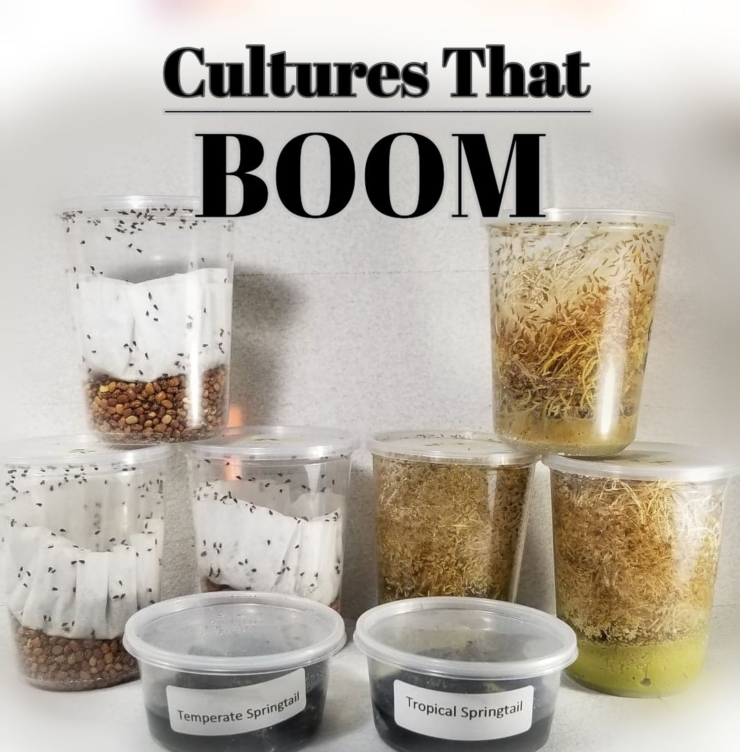 Fruit Flies For Sale Bean Beetles Rice Flour Beetles