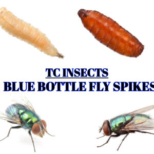 Live Spikes - Blue Bottle Fly Larvae