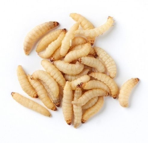 Wax Worms 100 Count - TC INSECTS