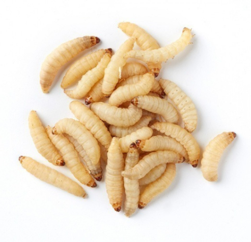 download live wax worms for sale download live wax worms for sale
