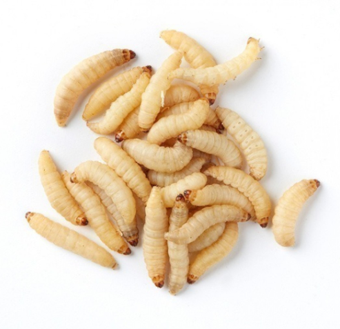 Wax Worms – Armstrong Crickets Georgia