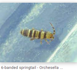 Zebra Springtails - PREORDER - TC INSECTS