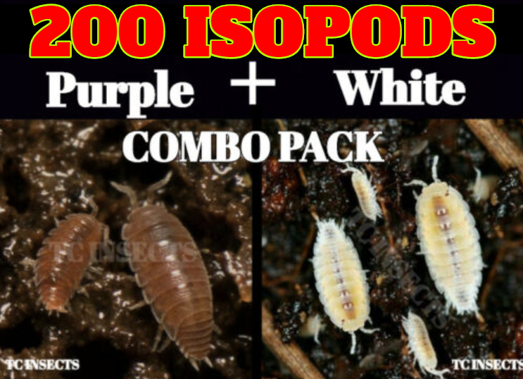 Exotic Insects Bioactive Insects For Sale » TC INSECTS