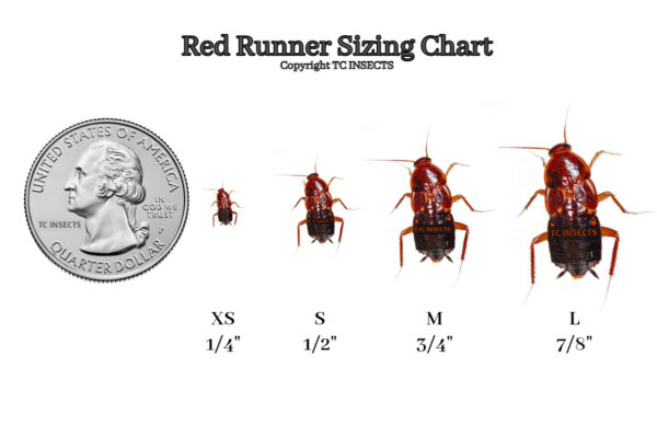 Red Runner Roaches For Sale