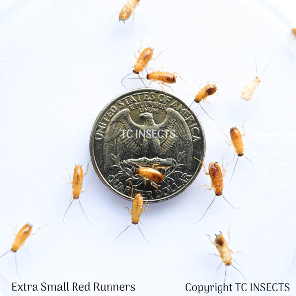 Wholesale:  1/4″ |  Red Runner Roaches