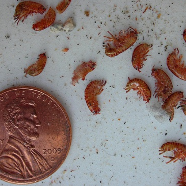 10ct  Land Shrimp Culture “Jumping Isopod”