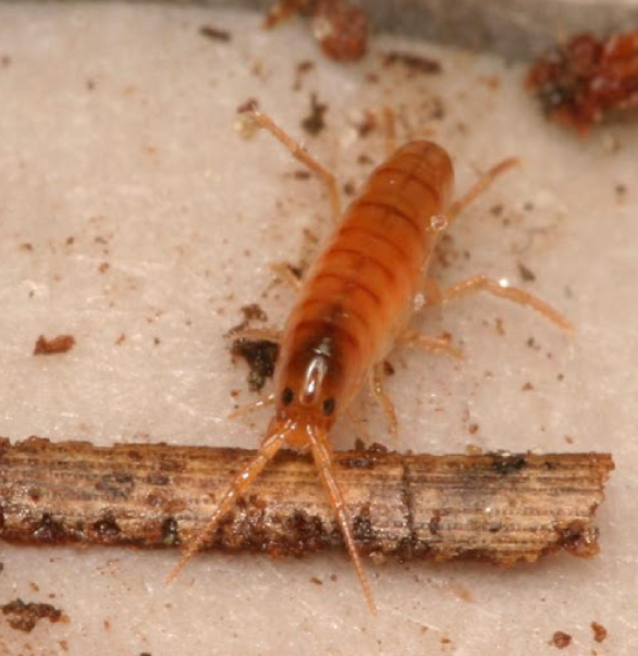 10ct Land Shrimp Culture "Jumping Isopod" TC INSECTS