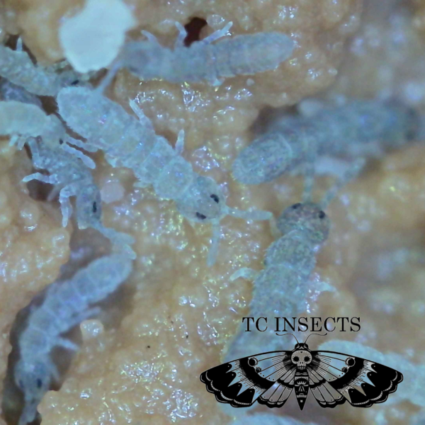 Buy Blue Podura Springtails for sale | Care Guides and more