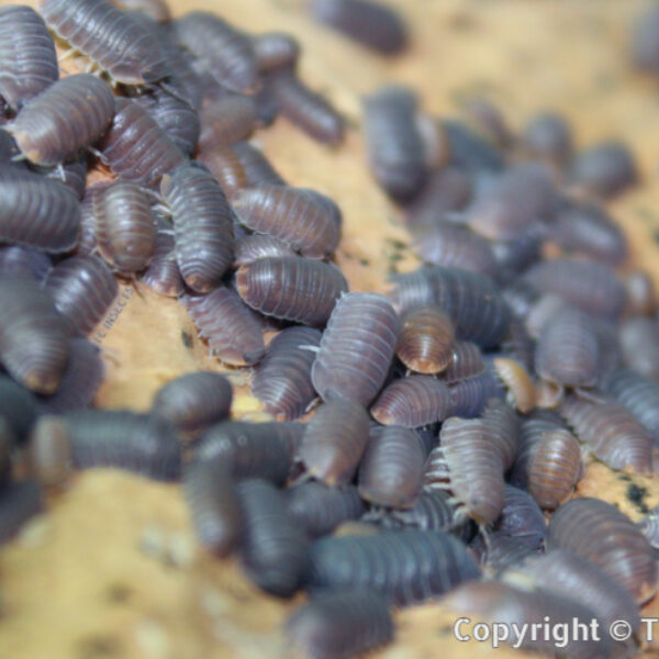 Cubaris Murina “Little Sea” Isopods