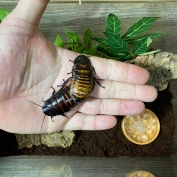Gromphadorhina portentosa “Madagascar Hissing Cockroach”
