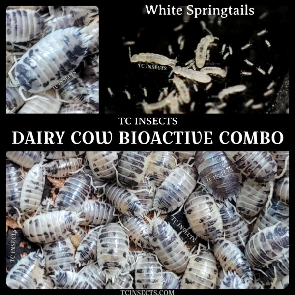 Buy Arid Springtails for sale | Bioactive Wood Runner