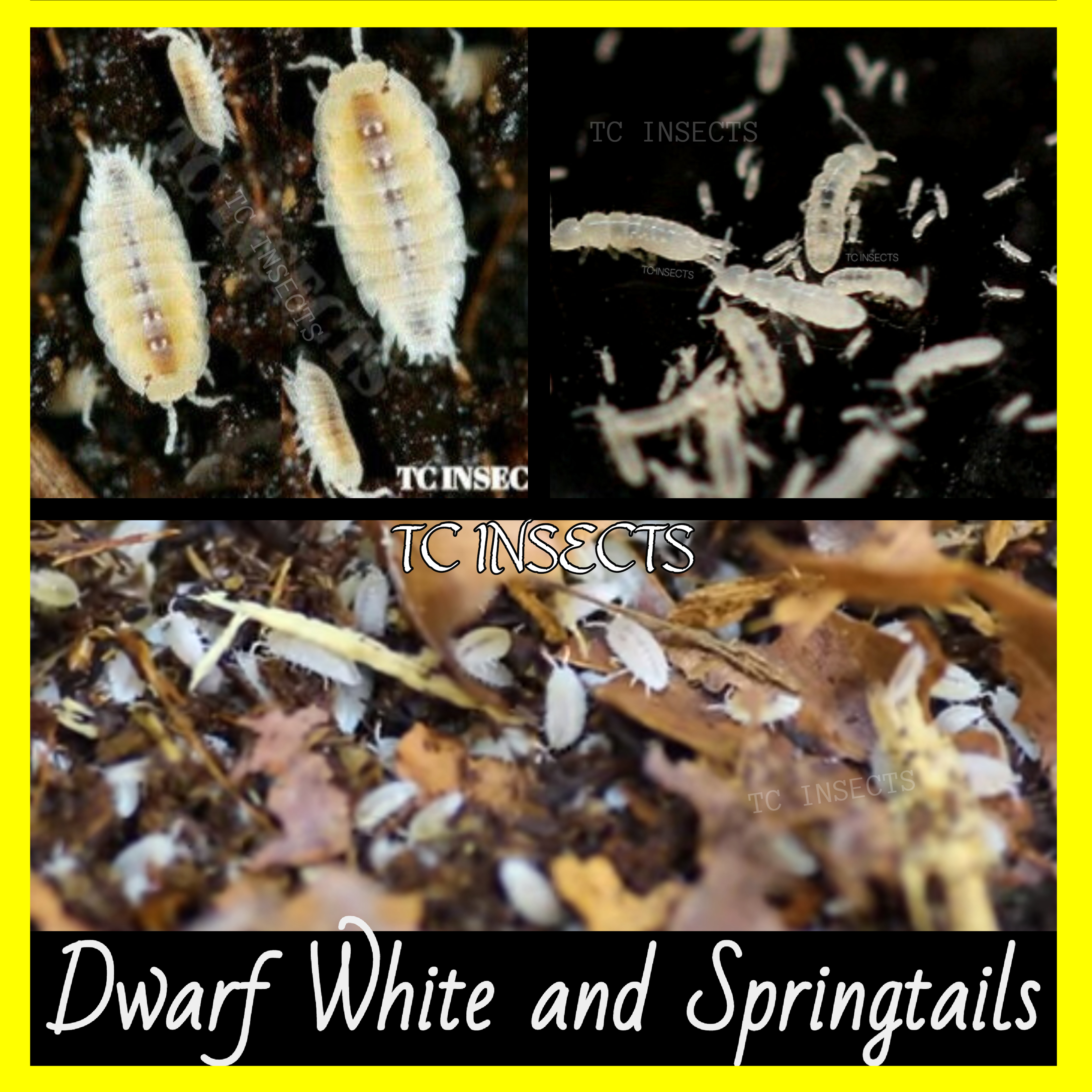 https://www.tcinsects.com/wp-content/uploads/2021/06/Dwarf-White-and-Springtails.jpg