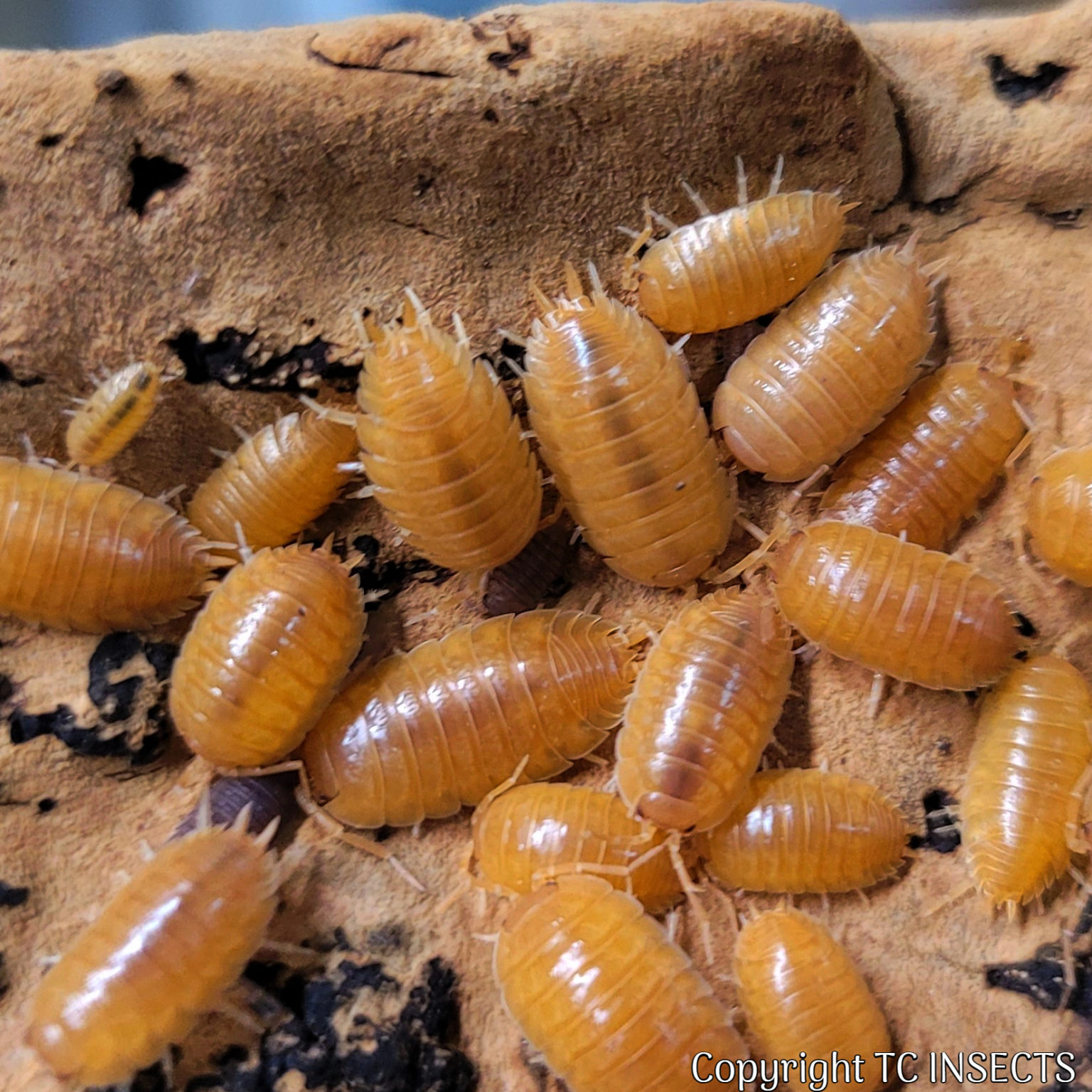 Porcellio laevis "Orange" Isopods TC INSECTS