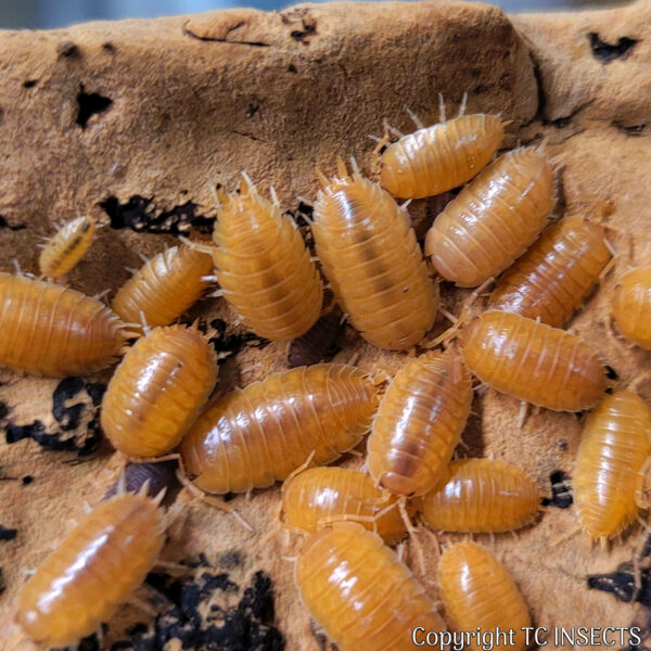 Porcellio laevis – “Orange” Isopods