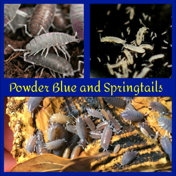 Buy Arid Springtails for sale | Bioactive Wood Runner