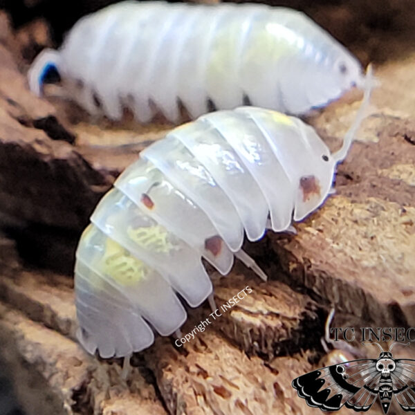 Armadillidium vulgare “Orange Dalmatian”