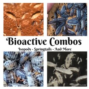 Bioactive Insect Combos