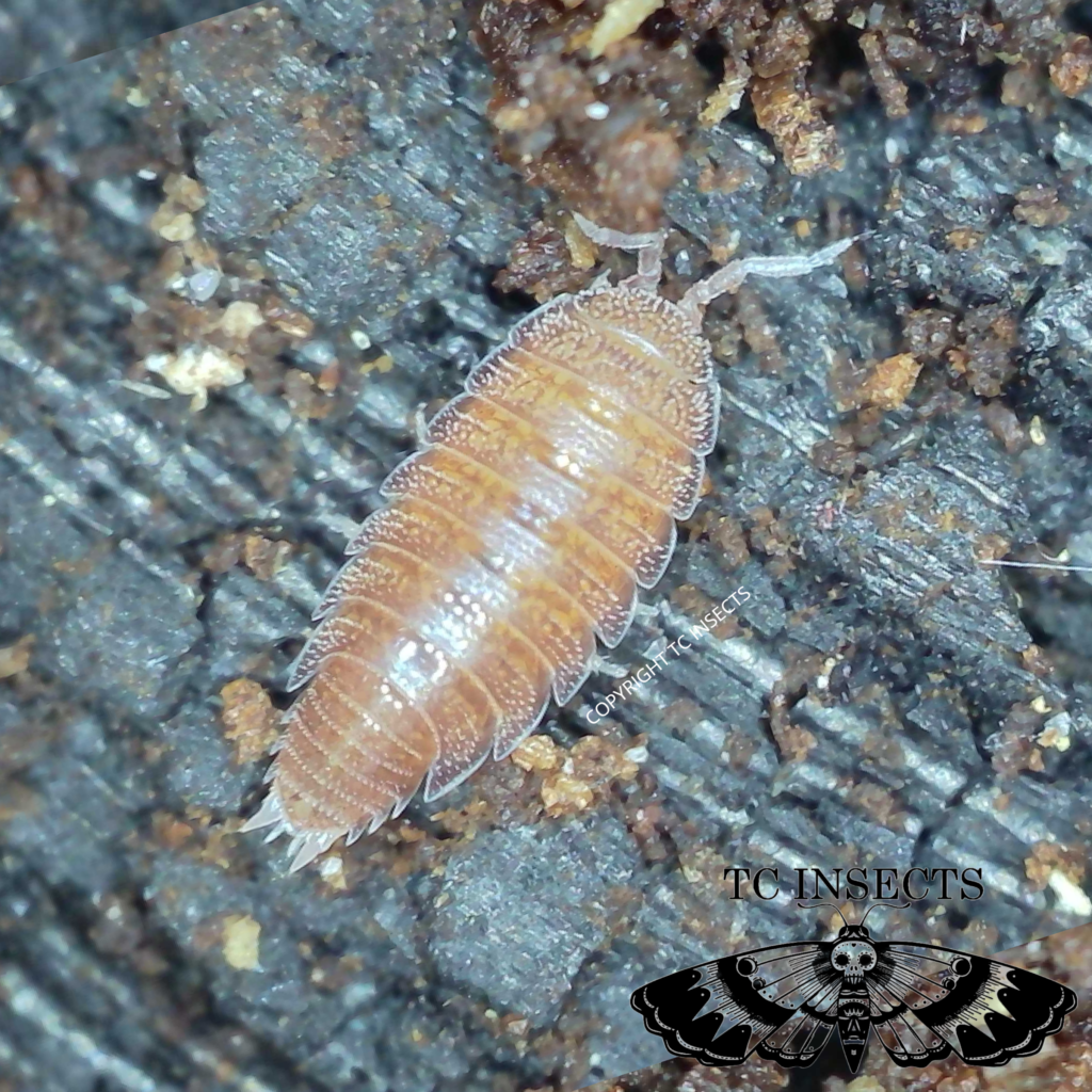 Dwarf Purple Isopods For Sale 1 in Isopods TC INSECTS