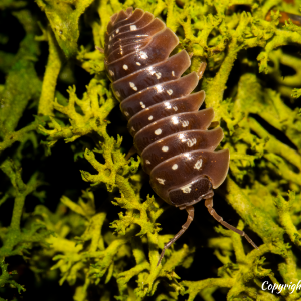 Armadillidium klugii ‘Pudding’ Isopods