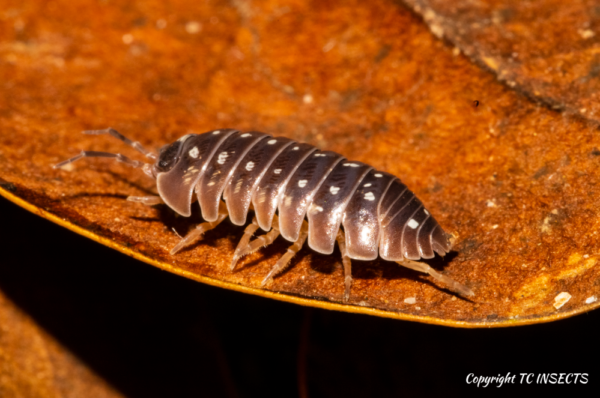 Clown Isopods for Sale | TCINSECT.COM