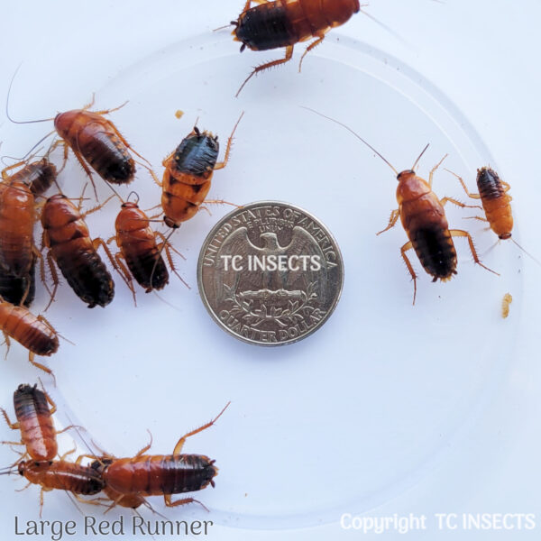 Large | 7/8″ |  Red Runner Roaches