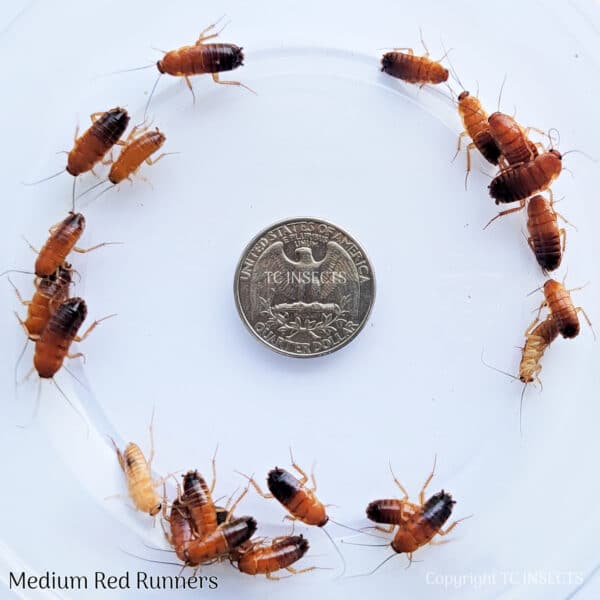 Medium | 3/4″ |  Red Runner Roaches