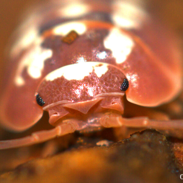 Armadillidium klugii ‘Dubrovnik’ Isopods