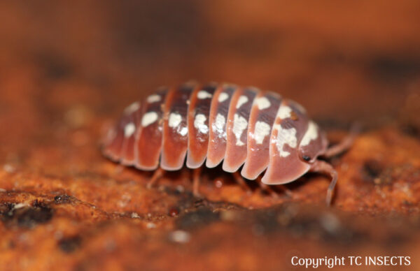 Klugii Isopods for Sale | TCINSECT.COM