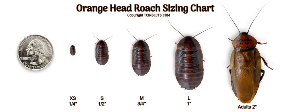 Orange Head Roaches| Exotic Roaches