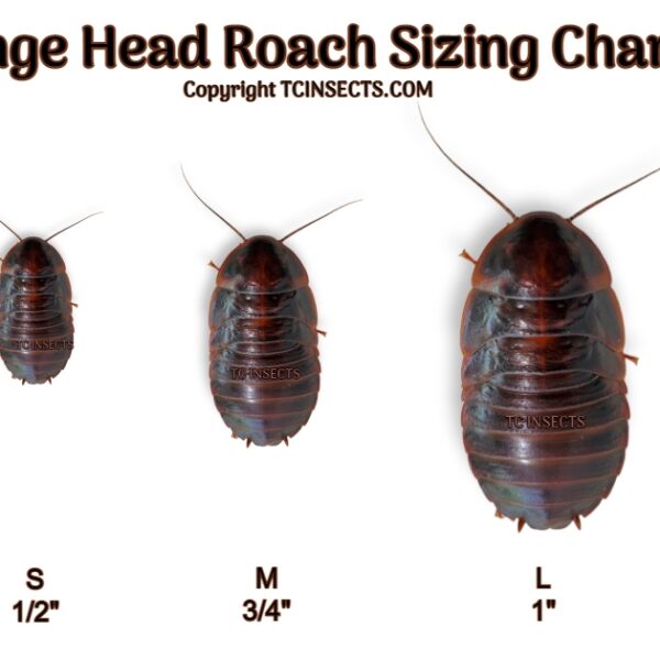 Orange Head Roaches (Eublaberus posticus)