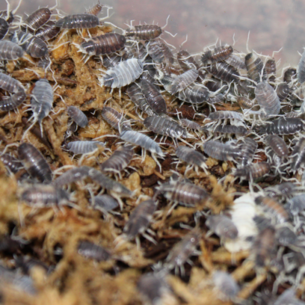 Porcellionides Pruinosus “Powder Oreo Crumble” Isopods