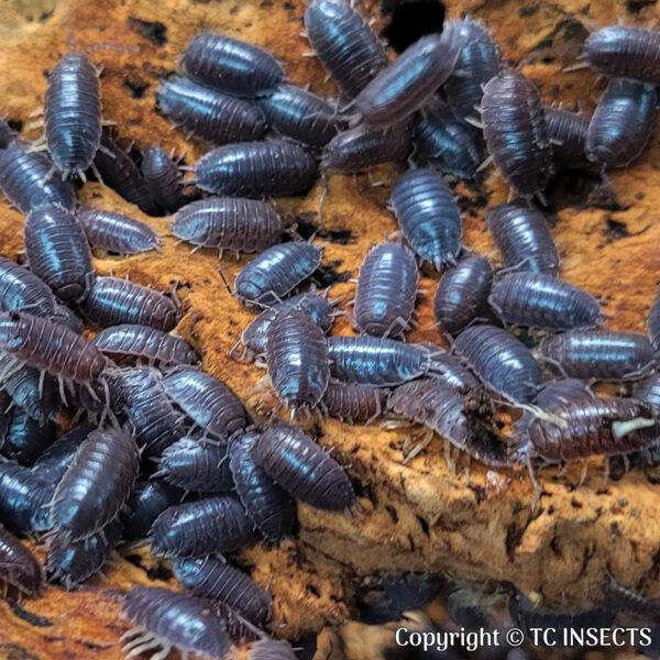 Wild Laevis Isopods for Sale | TCINSECT.COM