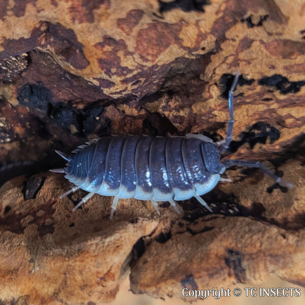 Porcellio Sevilla Isopods for Sale | TCINSECT.COM