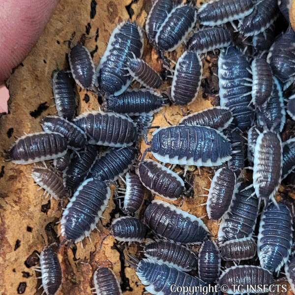 Porcellio Sp. – “Sevilla” Isopods