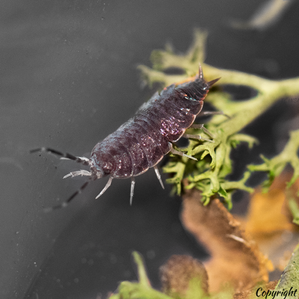 Porcellionides Pruinosus “Powder Blue” Isopods