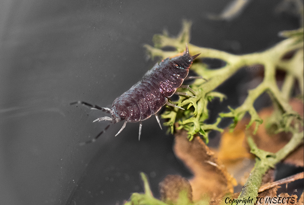 Powder Blue Isopods (Porcellio Pruinosus) – WestCoastRoaches LLC