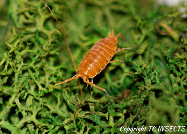 Powder Orange Isopods for Sale | TCINSECT.COM