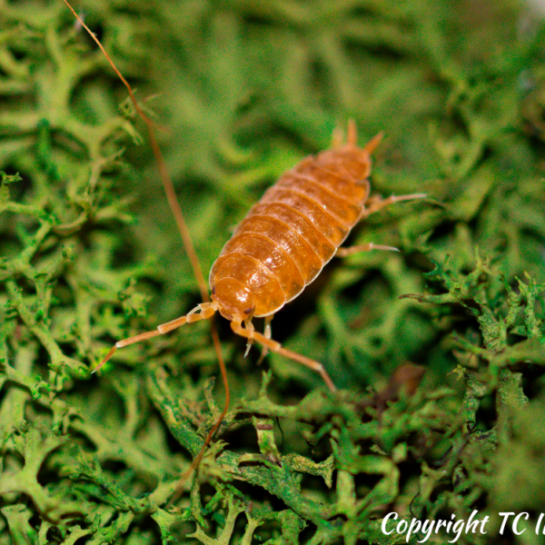 Porcellionides Pruinosus “Powder Orange” Isopods