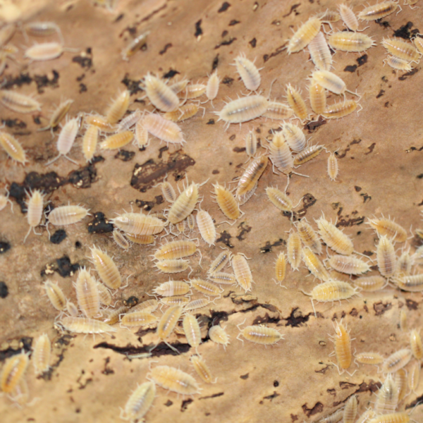 Porcellionides Pruinosus “Powder White” Isopods