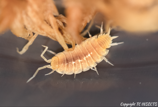 Powder White Isopods for Sale | TCINSECT.COM