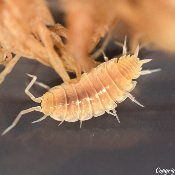 Porcellionides Pruinosus “Powder White” Isopods