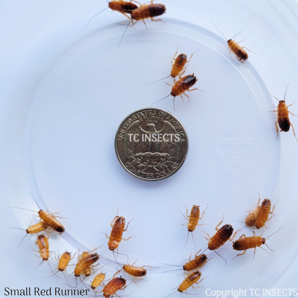 Small | 1/2″ |  Red Runner Roaches