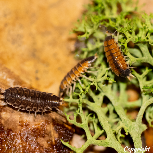 Philoscia sp. “Thai” Isopods