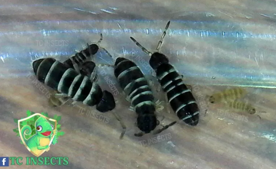 Zebra Springtails For Sale  TC INSECTS #1 in Springtails