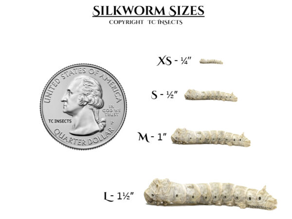 Silkworms for sale - all sizes - - Image Copyright TCINSECTS.COM unauthorized use will result in legal Suit.
